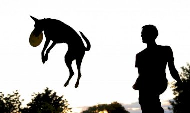 İspanya'da köpeklerin çocuk sayısını geçtiği şehirde köpek vergisi