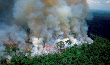 Brezilya'da 10 günde 8 bin yangın çıktı