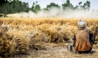 'Buğday tarlalarının yüzde 60'ı yok olacak ve gıda kıtlığı yaşanacak'