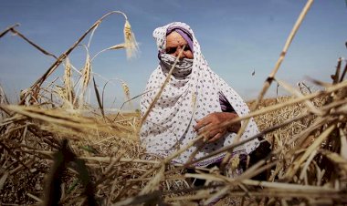 İsrail, Gazze'deki tarlalara kanserojen içerikli ilaçlar püskürtüyor
