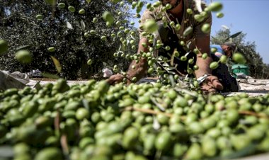 Hırsız Siyonistler Filistinlilerin zeytinlerini çaldılar