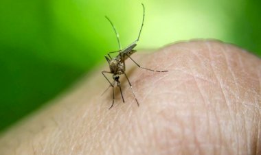 Malezya'da bu yıl dang hummasından 162 kişi öldü