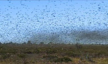 Kenya çekirge istilası nedeniyle açlık kriziyle karşı karşıya