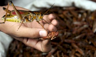 Çekirgelerin istila ettiği Doğu Afrika için uluslararası yardım çağrısı