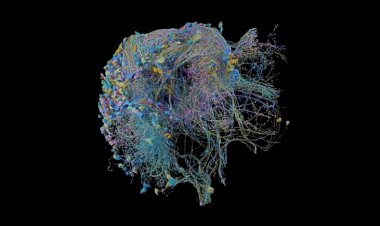 Beyin bağlantılarını inceleyen en büyük ve ayrıntılı harita yayınlandı