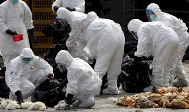 Çinli yetkililer, ülkede 'kuş gribi salgınının' başladığını açıkladı