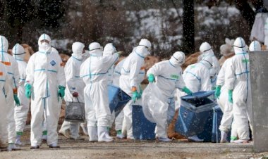 Suudi Arabistan ve Vietnam’da kuş gribi paniği