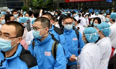 Yarasadan pangoline: Koronavirüs insanlara nasıl bulaştı?