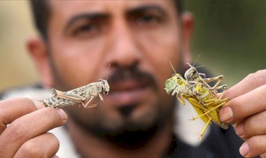 Uganda'nın kuzeyinde halk tarlaları istila eden çekirgeleri yiyor