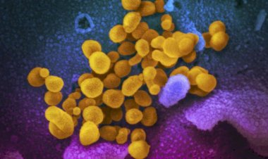 Koronavirüsün vücuda 'kuzu postuna bürünmüş kurt' gibi girdiği keşfedildi