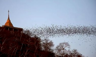 Yarasalarda yeni bir koronavirüs türü daha tespit edildi